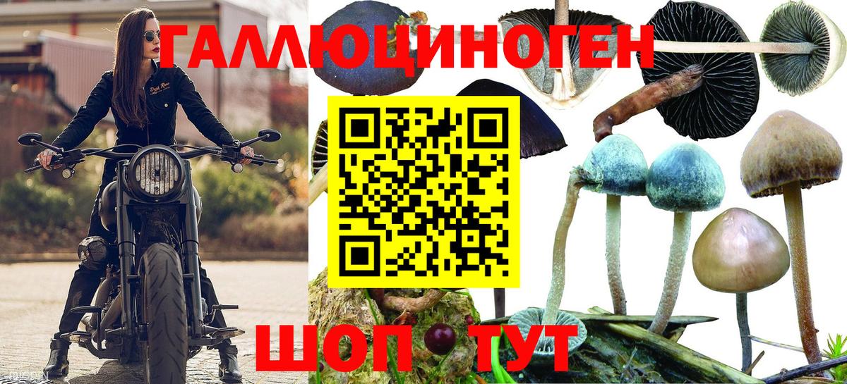 Галлюциногенные грибы Psilocybe Гурьевск